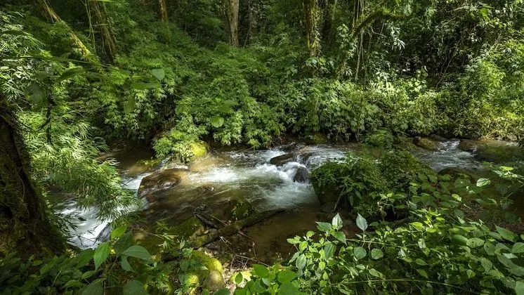 Junior Süit, 1 En Büyük (King) Boy Yatak, Bahçe Manzaralı