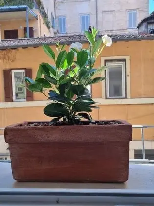 Deluxe Tek Büyük Yataklı Oda (Deluxe Queen Accesso SPA)