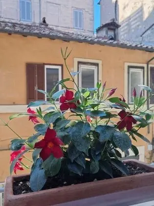 Deluxe Tek Büyük Yataklı Oda (Deluxe Queen Accesso SPA)