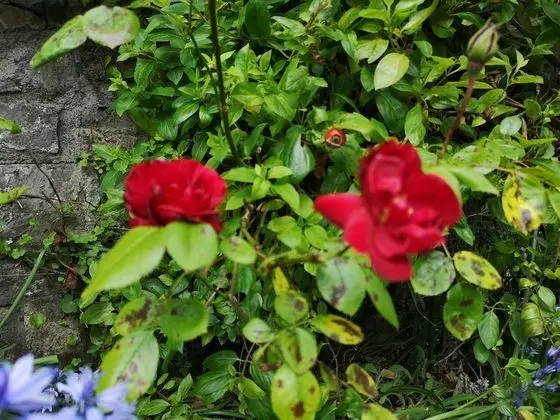 Classic Tek Büyük Yataklı Oda, Avlu Manzaralı