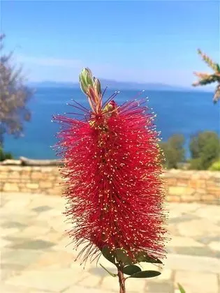 Villa, 4 Yatak Odası, Şömine
