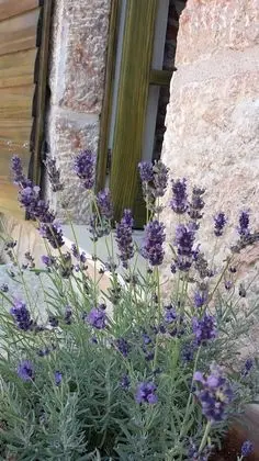 Ev, 1 Yatak Odası, Teras