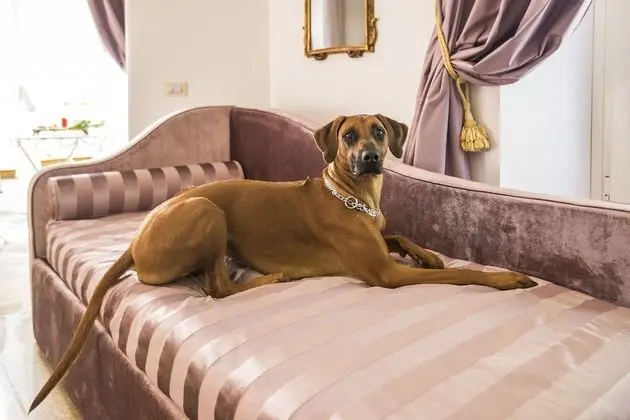 Exclusive Süit, Şehir Manzaralı