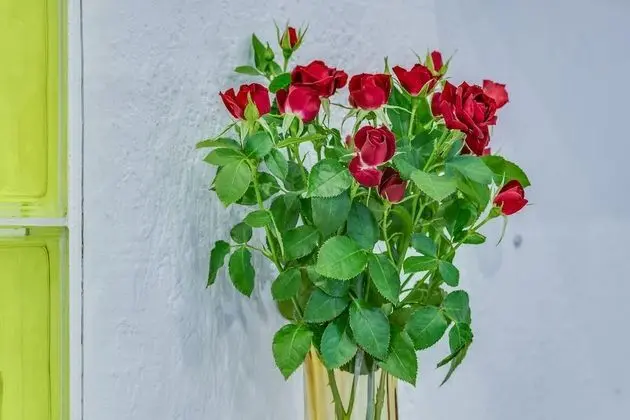 Standard Tek Büyük veya İki Ayrı Yataklı Oda, Sigara İçilmez