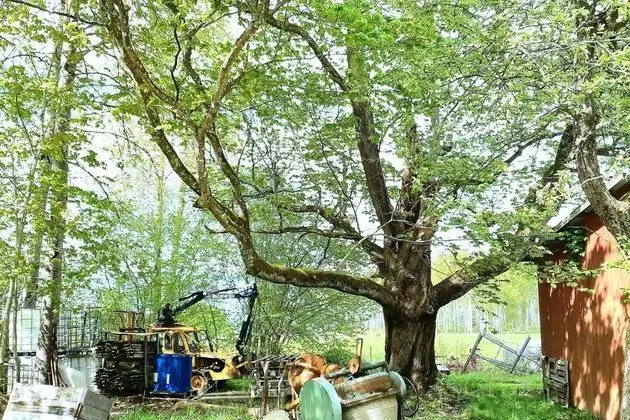 Kulübe, Birden Çok Yatak