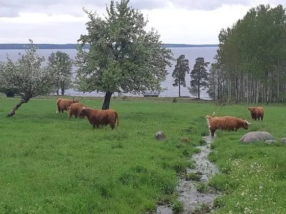 Kulübe, Birden Çok Yatak