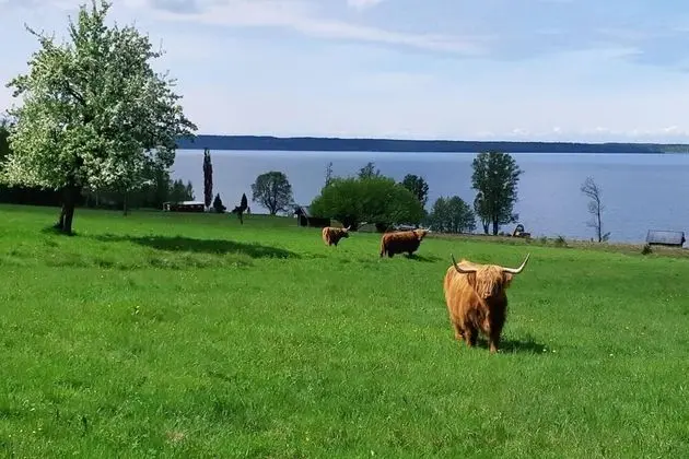 Kulübe, Birden Çok Yatak