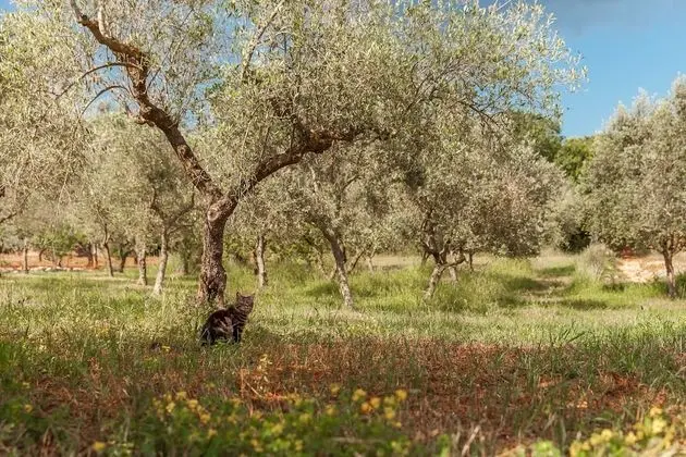 Superior Apart Daire, 1 Yatak Odası