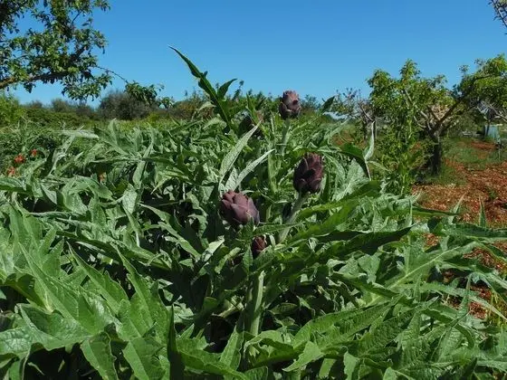 Classic Apart Daire, 2 Yatak Odası, Bahçe Manzaralı