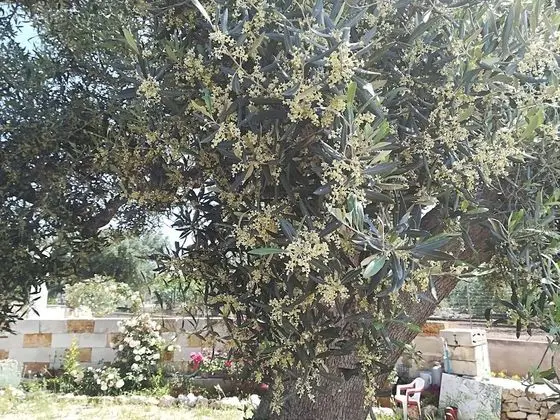 Villa, 2 Yatak Odası (Raffaela)