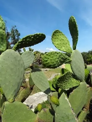 Ev, 2 Yatak Odası, Sigara İçilebilir, Veranda