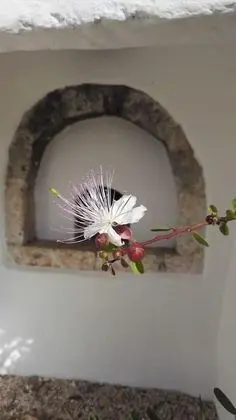 Traditional Ev, Birden Çok Yatak