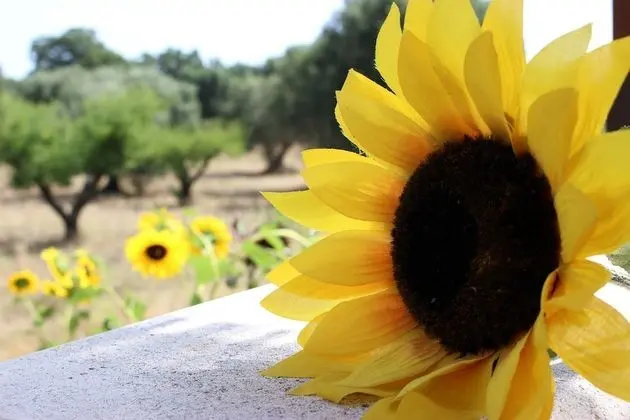 Ev, 1 Yatak Odası, Balkon, Bahçe Manzaralı