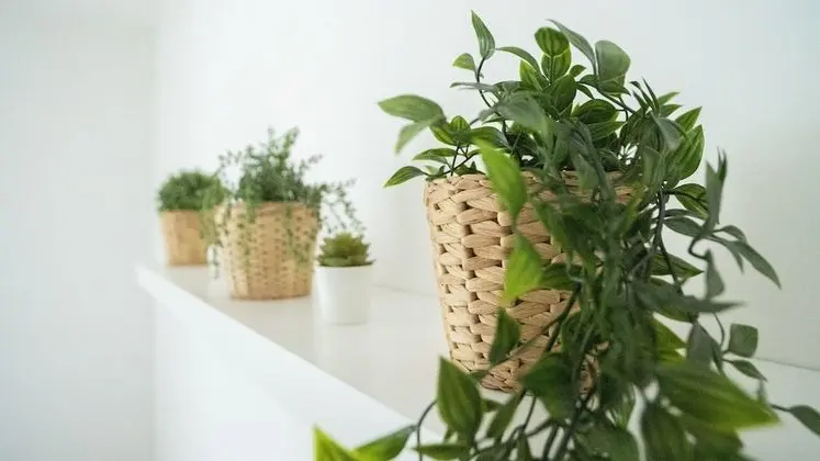 Superior Dört Kişilik Oda, Ortak Banyo