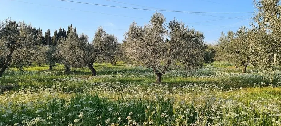 Villa, 5 Yatak Odası, Şömine
