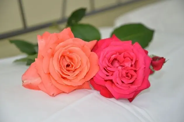 Oda, 1 Yatak Odası, Engellilere Uygun, Balkon