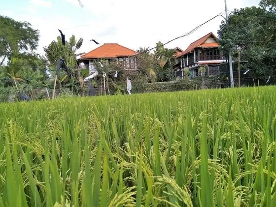 Deluxe Oda (TT Guesthouse)