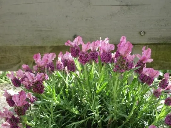 Comfort Kır Evi, Banyolu/Duşlu