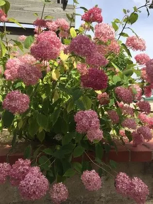 Comfort Kır Evi, Banyolu/Duşlu