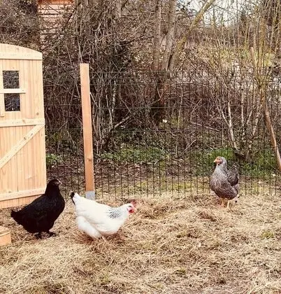 Comfort Kır Evi, Bahçe Manzaralı