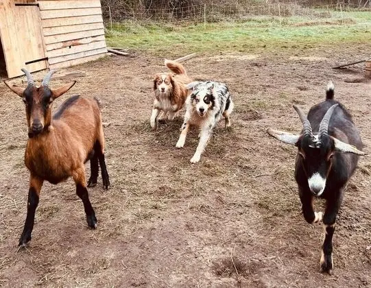 Comfort Kır Evi, Bahçe Manzaralı