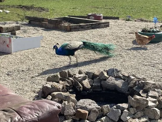 Kulübe, Birden Çok Yatak