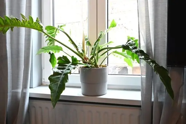 Apart Daire, 4 Yatak Odası, Mikrodalga