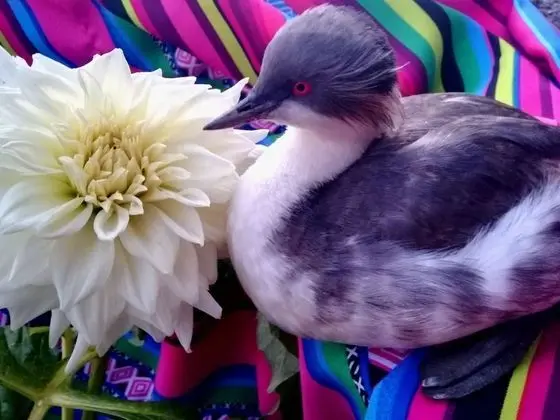 Ortak Ranzalı Oda, 4 Yatak Odası, Veranda