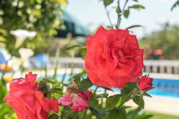 Villa, 3 Yatak Odası, Veranda