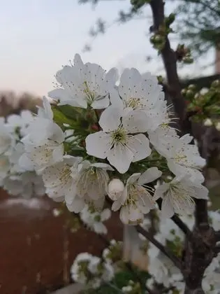 Ev, 3 Yatak Odası, Sigara İçilebilir, Balkon