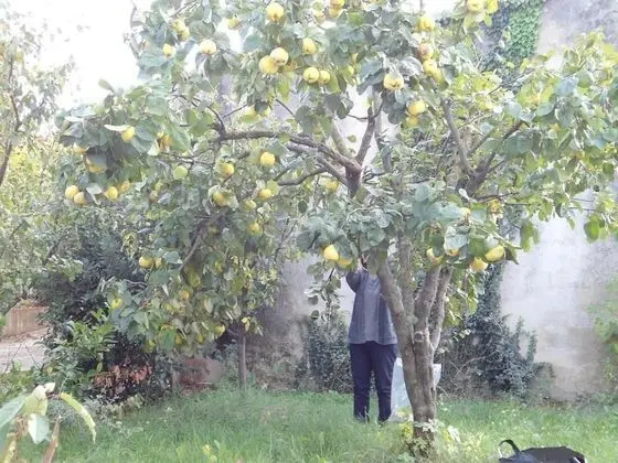 Ev, 3 Yatak Odası, Sigara İçilebilir, Balkon