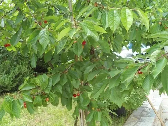 Ev, 3 Yatak Odası, Sigara İçilebilir, Balkon