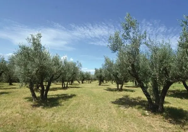 Basic Tek Büyük Yataklı Oda