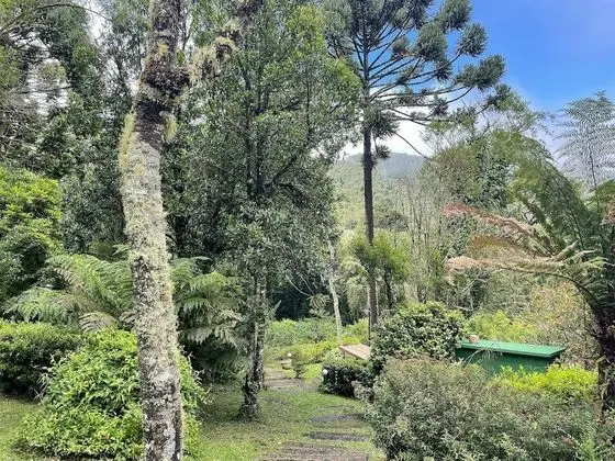 Dağ Evi (Orquídea)
