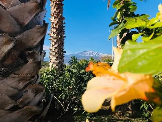 Standard Tek Büyük Yataklı Oda, Bahçe Manzaralı