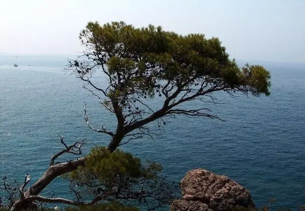 Apart Daire (Var - with nice garden - A1(5+1))