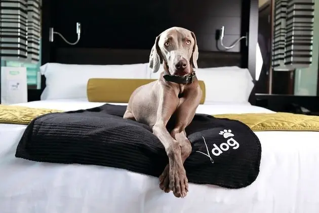 Stüdyo (V Dog)