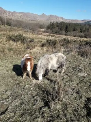 Ortak Ranzalı Oda, 1 Yatak Odası, Şömine