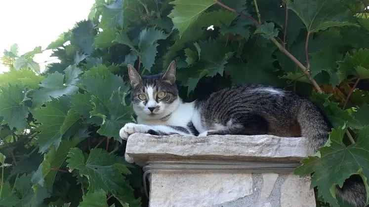 Stüdyo (Vida with garden - SA4(4) - Studio Ma)