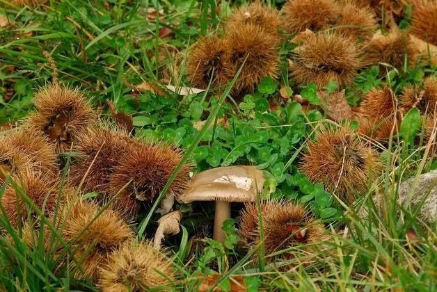 Apart Daire, 2 Yatak Odası, Şömine