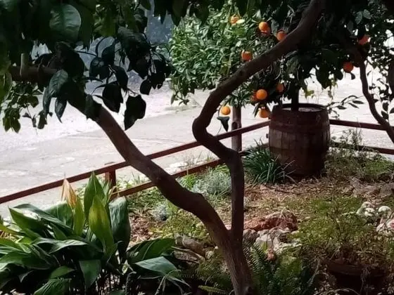 Apart Daire (Viki - 150m from sea - A2(3+1))