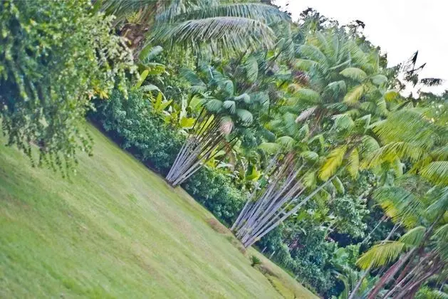 Standard Üç Kişilik Oda, Birden Çok Yatak, Bahçe Manzaralı