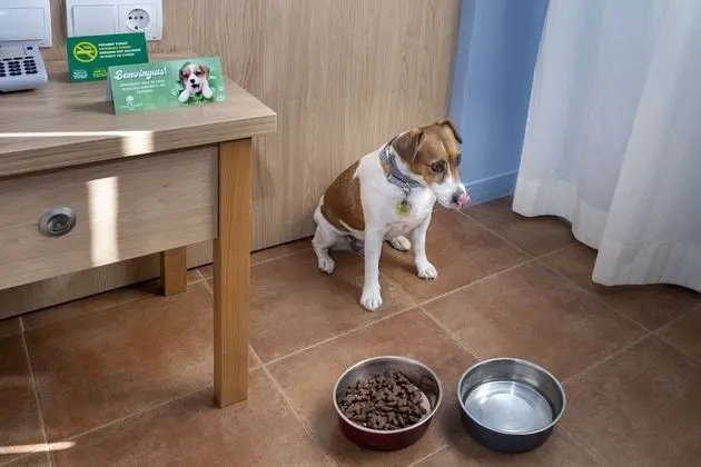 Comfort Tek Büyük Yataklı Oda, Teras, Bahçeli