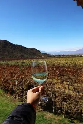 Standard Room, 1 Bedroom, Vineyard View