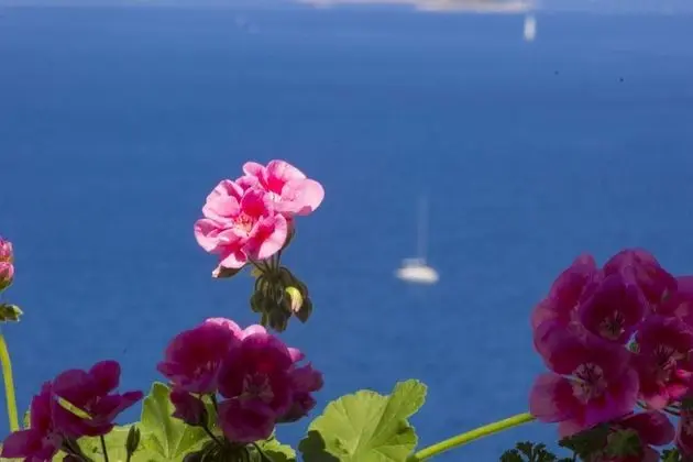 Apart Daire (Vince - free parking - A2 plavi(4+1))