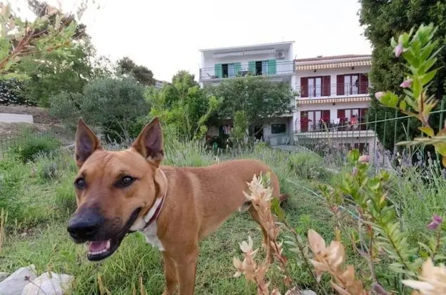 Apart Daire (Vinko - 80 m from beach - A2(4+2))