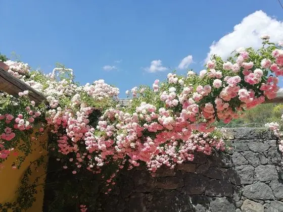 Tek Büyük Yataklı Oda, Veranda