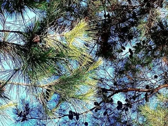 Daire, 2 Yatak Odası, Veranda