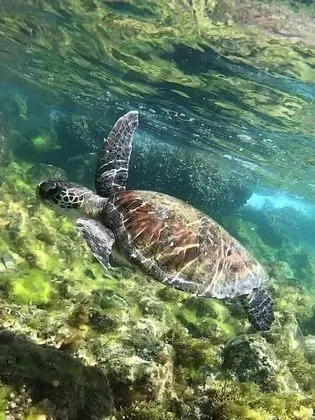 Standard Apart Daire