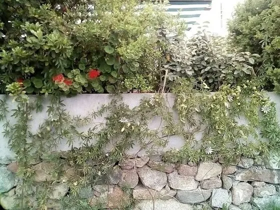 Apart Daire, 2 Yatak Odası, Veranda